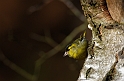 Siskin male - D